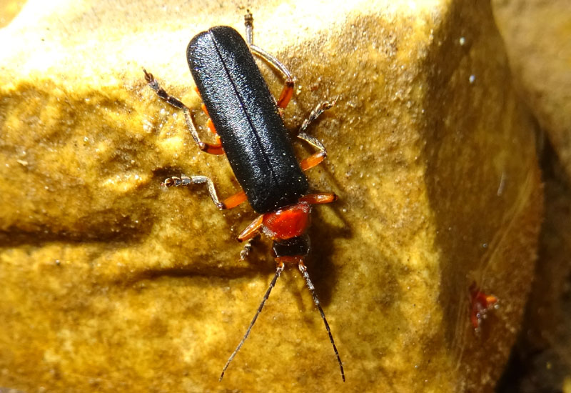 Cantharis pellucida - Cantharidae